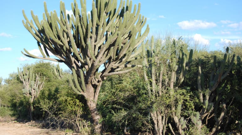 Particolare della vegetazione della foresta secca del Chaco in Paraguay, vicino alla comunità Wonta-Santa Rosa.