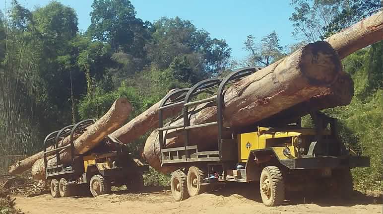 Il contrabbando illegale di legname dalla Cambogia verso il Vietnam Camion per il contrabbando di legno dalla Cambogia verso Vietnam