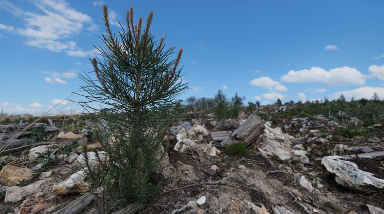 Un piccolo pino nel mezzo di un'area arida e sassosa