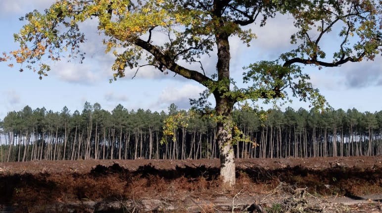Una quercia solitaria e sullo sfondo una piantagione di pini