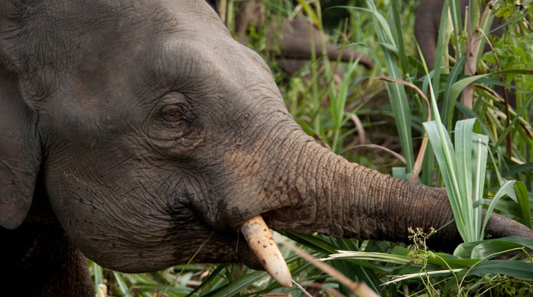 La strada pregiudica la vita degli elefanti pigmei di Sabah Elefante mentre mangia