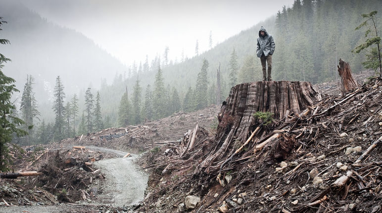 Disboscamento della foresta primaria costiera sull'isola di Vancouver, British Columbia, Canada