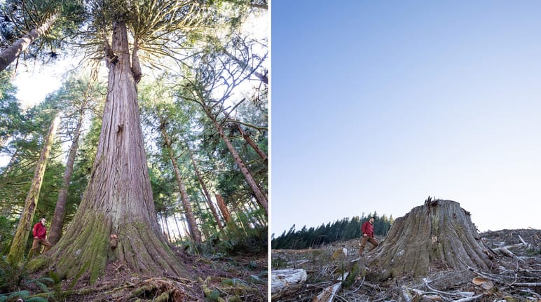 Collage prima e dopo - Logging in Caycuse Canada