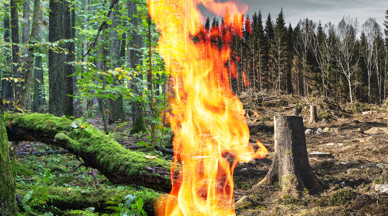 Fotomontaggio: tronco che brucia per la bioenergia Fotomontaggio: tronco che brucia per la bioenergia