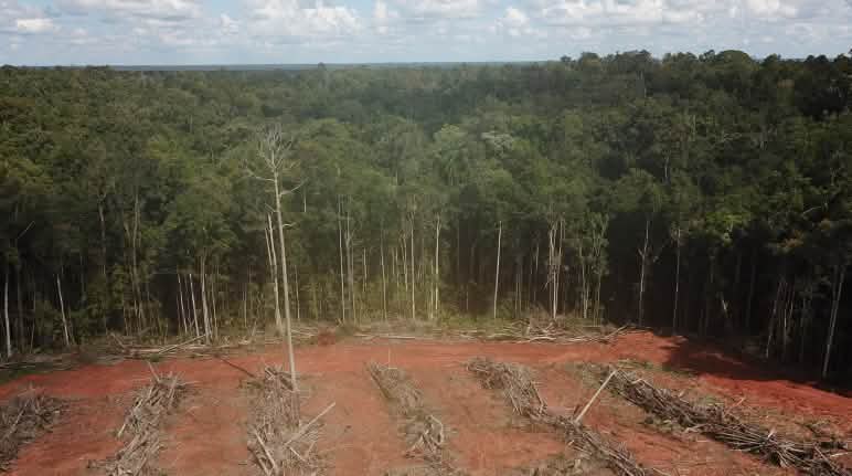 La deforestazione sofferta dalle foreste tropicali è un ecocidio. Distruzione della foresta tropicale a Papua per implementare piantagioni di palma da olio