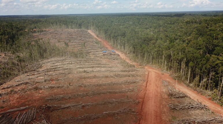 Deforestazione a Papua per fare spazio ad una piantagione di palma da olio