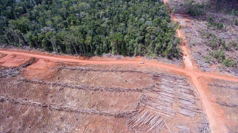 Foto aerea della deforestazione per fare spazio alle piantagioni di palma da olio dell'azienda Korindo a Papua, Indonesia.