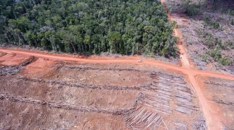 Foto aerea della deforestazione per fare spazio alle piantagioni di palma da olio dell'azienda Korindo a Papua, Indonesia.