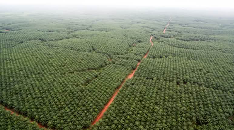 Piantagione di palma da olio Korindo nel sud-est di Papua Veduta aerea delle piantagioni di palma da olio Korindo