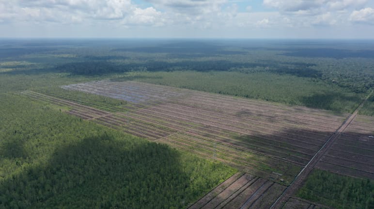 Deforestazione per la coltivazione della palma da olio in Indonesia