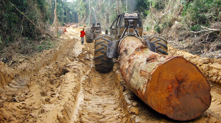 Un tronco gigante trasportato su una strada in una foresta dell'Africa centrale Un tronco tagliato e trasportato attraverso la foresta