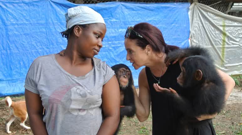 Jenny Desmond e il suo staff si prendono cura degli scimpanzé Rifugio per scimpanzé vicino a Monrovia, Liberia