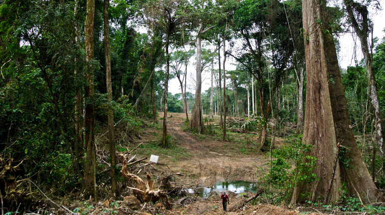 Una strada devasta la  foresta del popolo Ekuri
