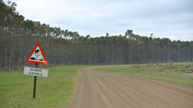 Piantagione industriale di alberi in Sudafrica