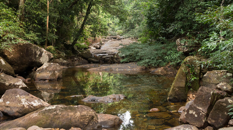 L'acqua scorre lungo il fiume roccioso attraverso la foresta pluviale