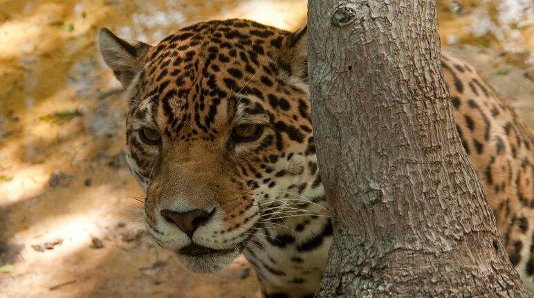 Giaguaro (Panthera onca)