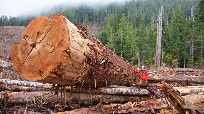 Albero gigante tagliato nella foresta costiera dell'isola di Vancouver