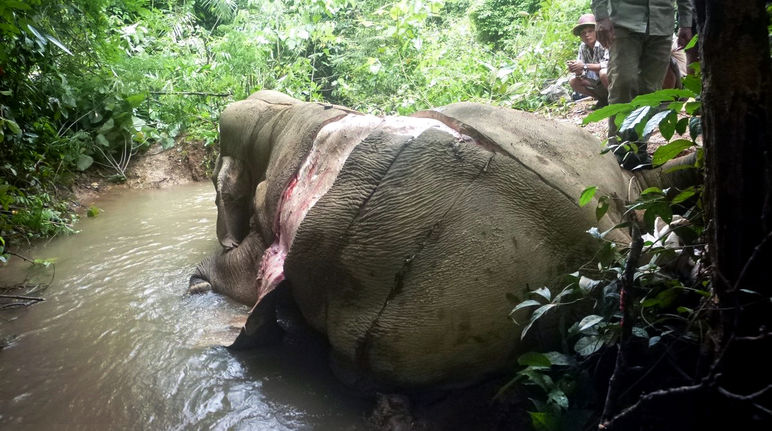 Elefante scuoiato vivo dai bracconieri in Birmania Elefante scuoiato vivo in Birmania