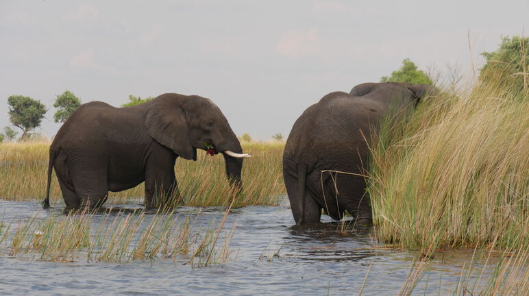 Elefanti nel delta del fiume Okavango, Botswana