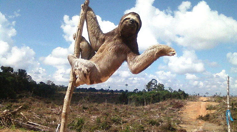 Bradipo tridattilo aggrappato ad un albero, attorno un desolato paesaggio segnato dalla deforestazione in Perù