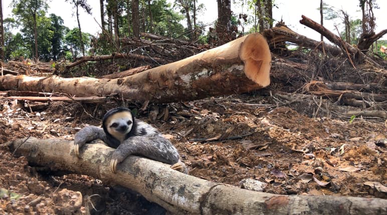 Un bradipo dalla gola bianca si aggrappa a un tronco d'albero abbattuto nella foresta pluviale.