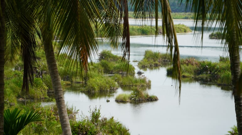 Ecosistema di Paya Nie, Sumatra, Indonesia