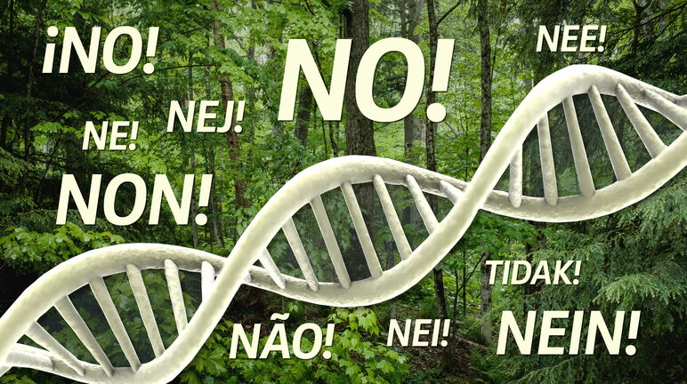 I castagni geneticamente modificati minacciano la natura Fotomontaggio - DNA nella foresta