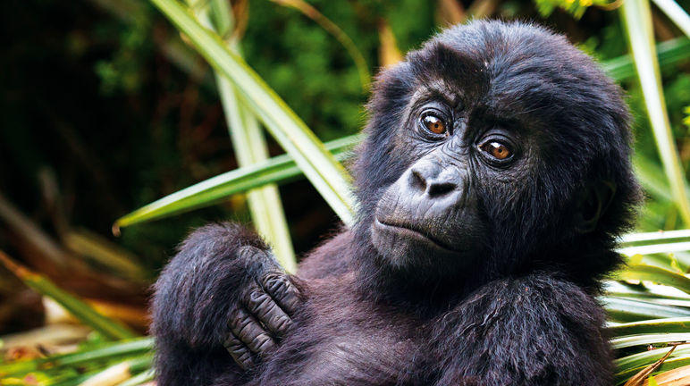 Le loro vite valgono più dei ninnoli d'oro. Gorilla