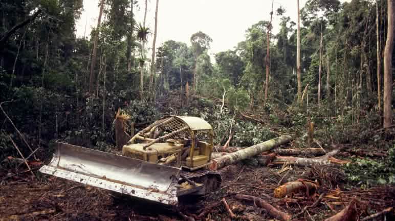 Conservare le foreste e i boschi è più urgente che mai Bulldozer mentre abbatte la foresta