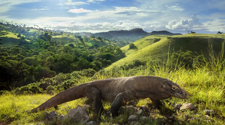 Drago di Komodo (Varanus komodoensis)