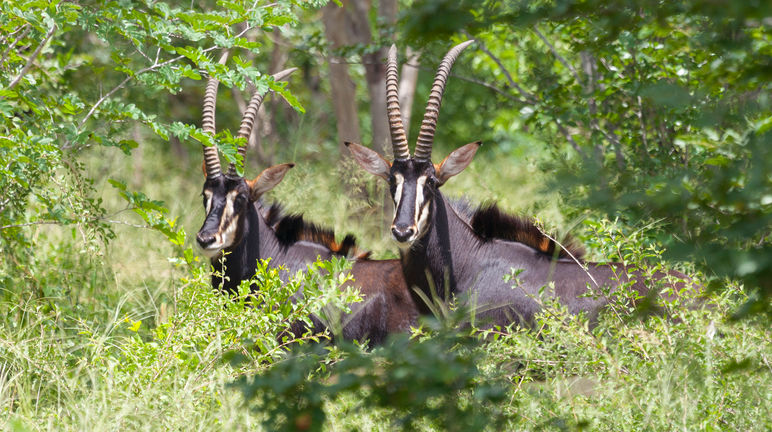 Le antilopi vivono nella foresta, ma non possono vivere nelle monocolture di eucalipto Antilope nera (Hippotragus Niger)
