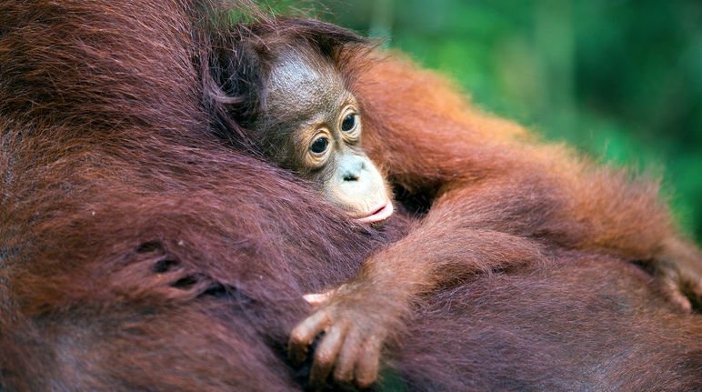 Un cucciolo di orango
