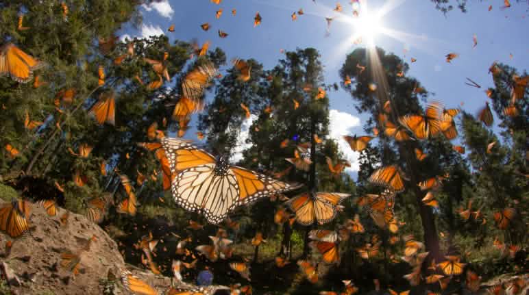 Il santuario delle farfalle Monarca nello stato di Michoacán, Messico. Farfalle Monarca nello stato di Michoacán Messico