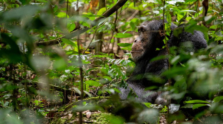 Una diga idroelettrica minaccia la sopravvivenza di 1.500 scimpanzé nel Parco Nazionale Moyen-Bafing in Guinea Uno scimpanzé a Bossou, Guinea