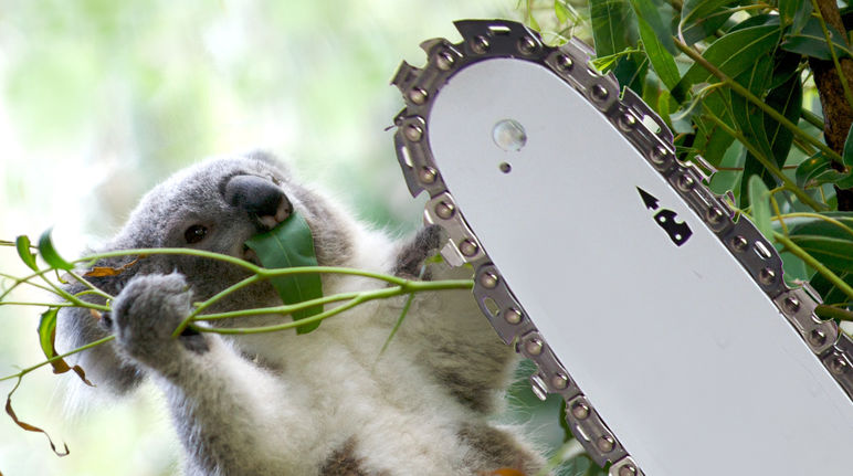 Fotomontaggio: un koala che cade da un albero tagliato da una motosega