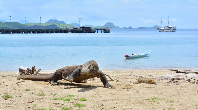 Un varano di Komodo sulla spiaggia