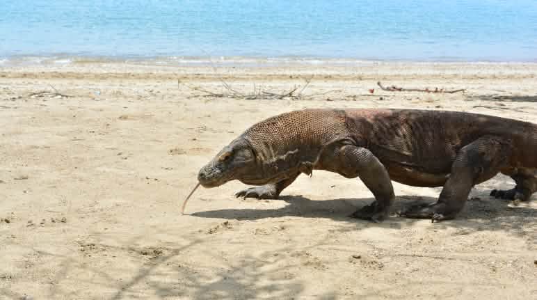 La IUCN ha recentemente classificato il drago di Komodo come specie "in pericolo" Un drago di Komodo cammina su una spiaggia