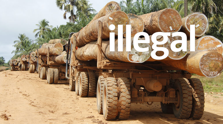 Traffico di legname in Liberia