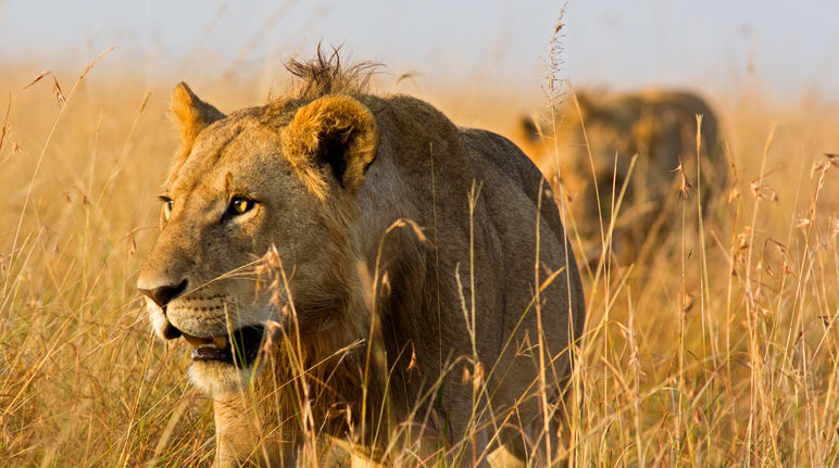 Leoni nella savana