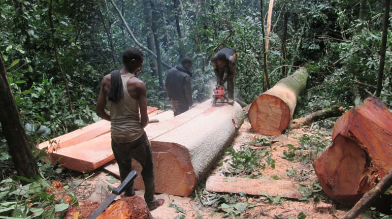Tre taglialegna tagliano un albero appena abbattuto. La scena del crimine è lo stato di Cross River, Nigeria. I taglialegna mentre tagliano alberi nella foresta