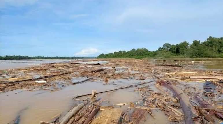 I tronchi tagliati intasano il fiume Baleh in Malesia La deforestazione intasa un fiume con tronchi d'albero