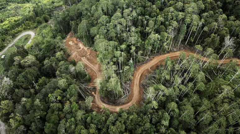 Fermiamo la miniera d'oro che minaccia le tigri di Sumatra!