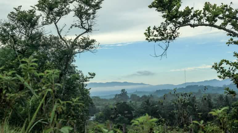 La Riserva naturale di Morowali ospita bovini selvatici di razza Anoa, maiali di Sulawesi e tarsi, piccoli macachi di Sulawesi. Vista generale della Riserva naturale di Morowali