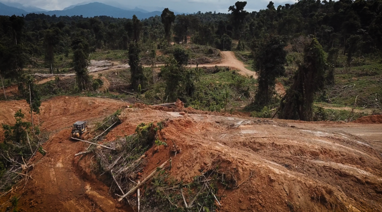 Deforestazione per la monocoltura della palma da olio nello stato di Sarawak, in Malesia