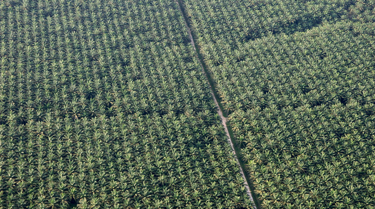 Palma da olio, piantagione in Perù
