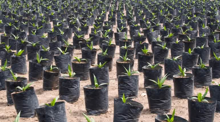 L'olio di palma danneggia l'ambiente e gli esseri umani Piantagione di palma da olio