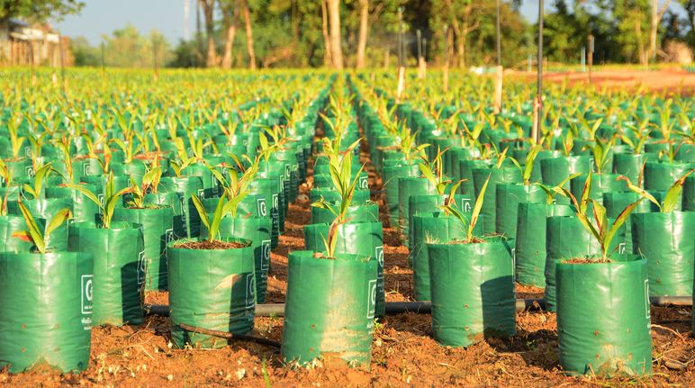 Palme da olio Piantagione di palme da olio