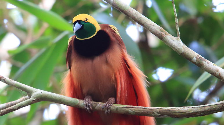 Uccello del Paradiso (Paradisaea Raggiana)