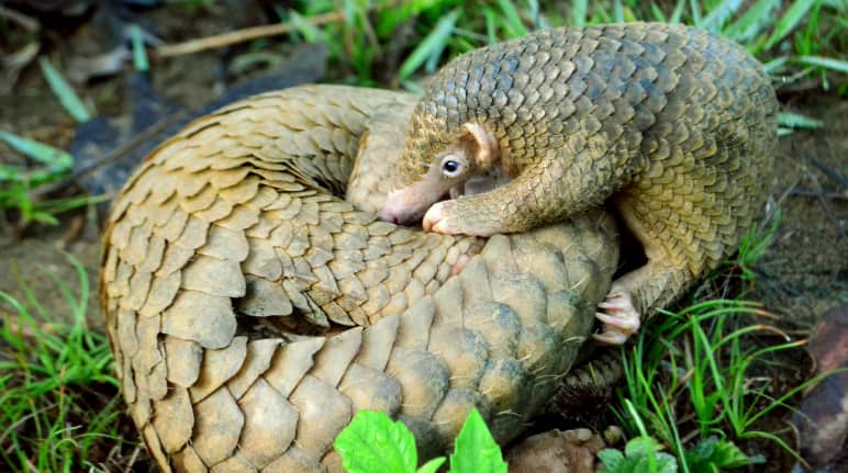Un giovane pangolino insieme alla madre, accucciata