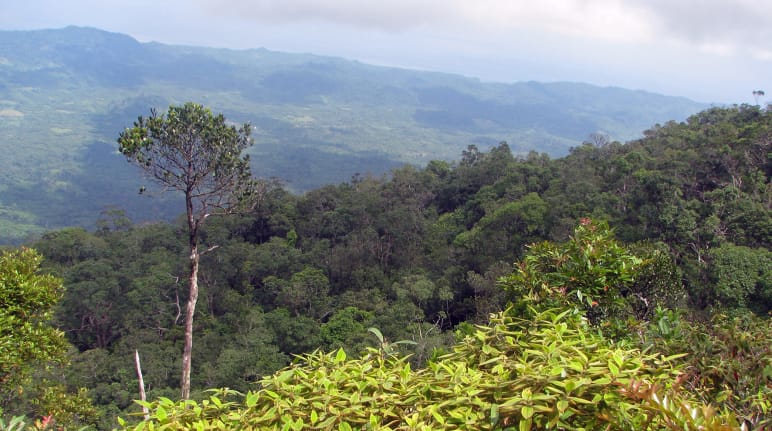 Paesaggio montano con fitta foresta